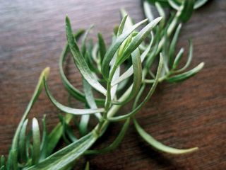 Tarragon